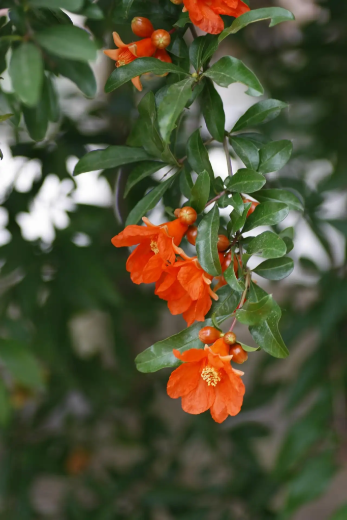 Red Pomegranate Flower