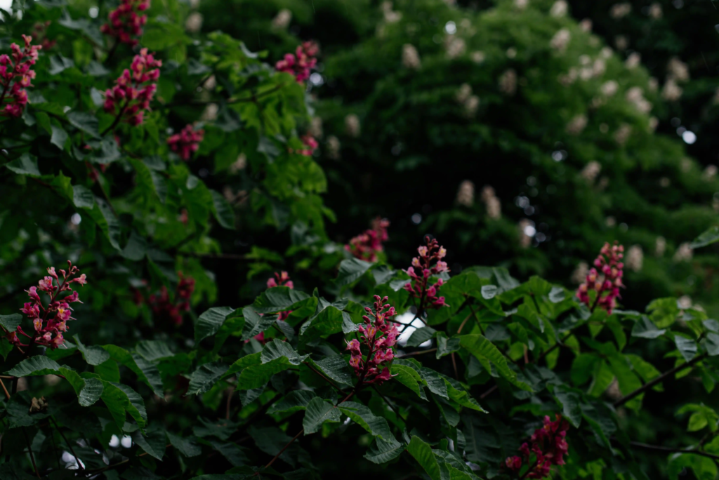 Red Buckeye
