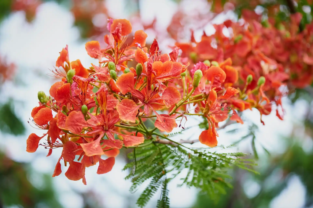 Royal Poinciana