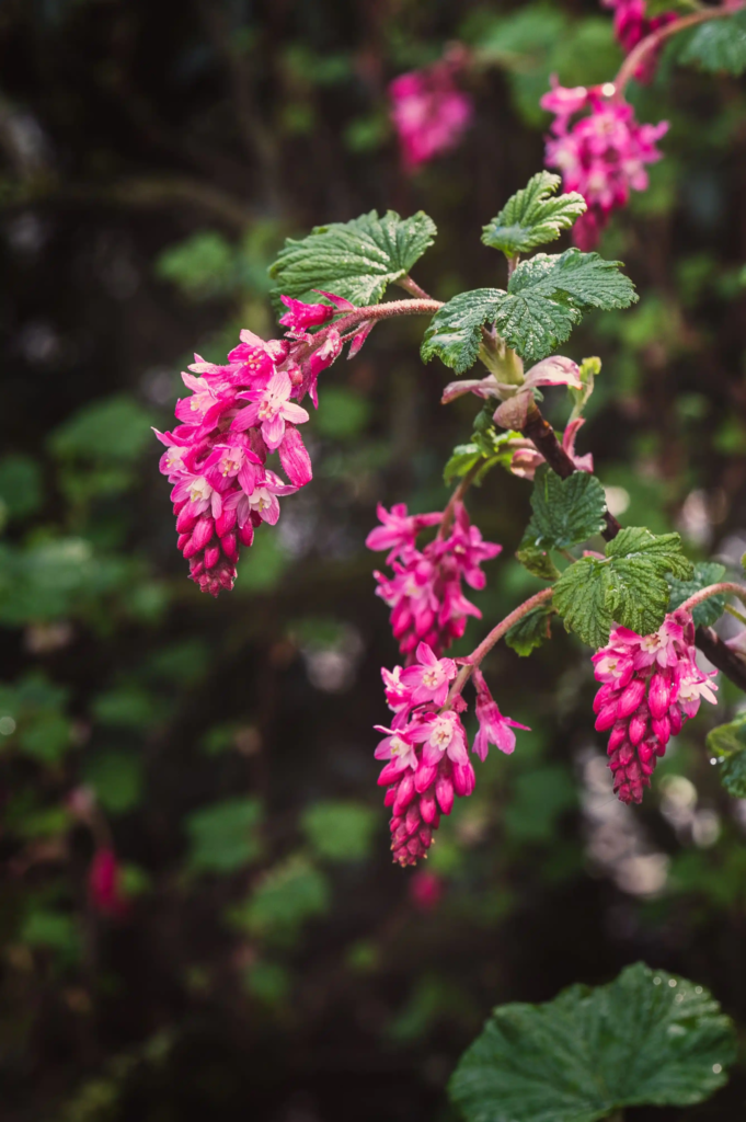 Red Flowering Currant