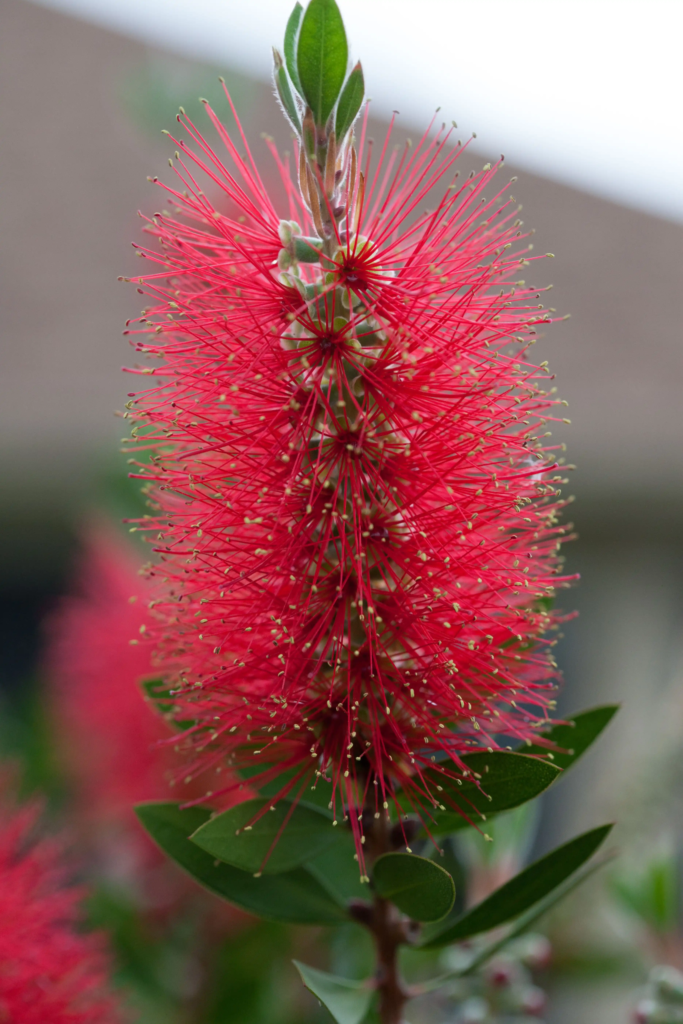 Red Bottlebrush