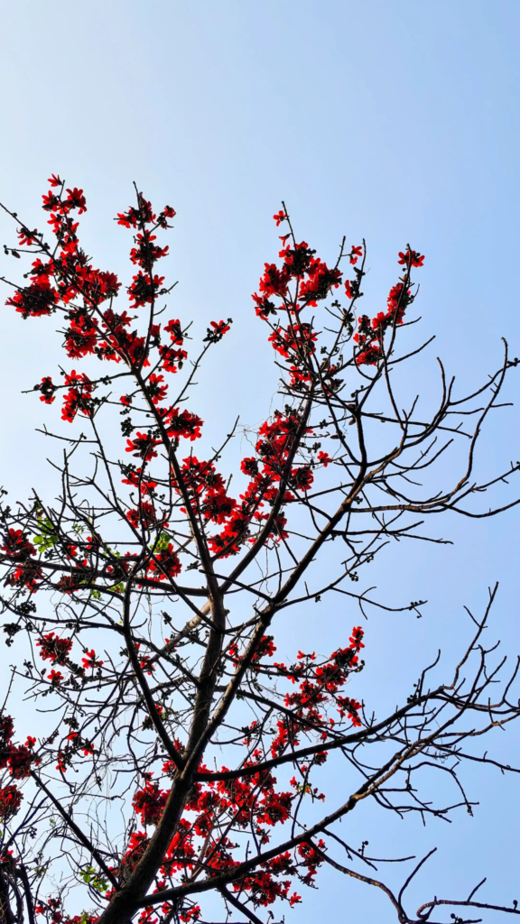 Red Silk Cotton Tree