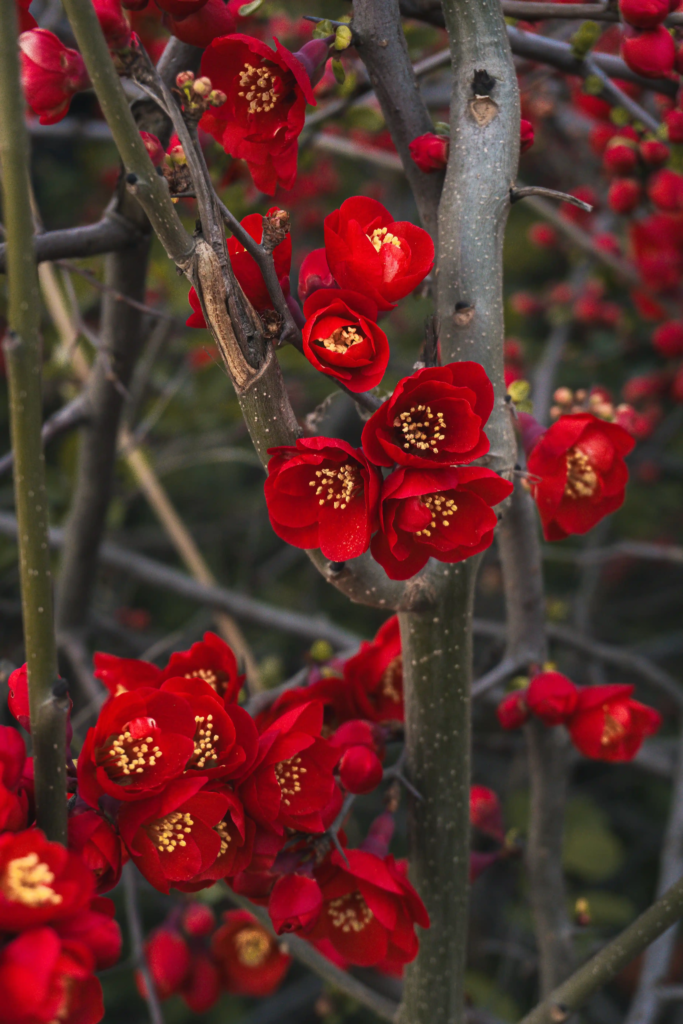 Japanese Flowering Quince