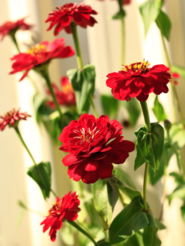Red Zinnia