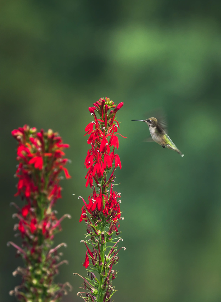 Cardinal Flower