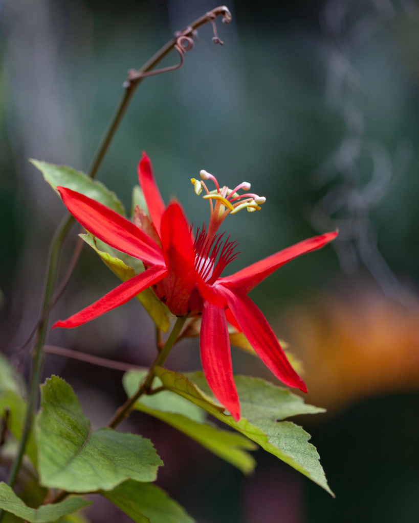 Scarlet Pimpernel