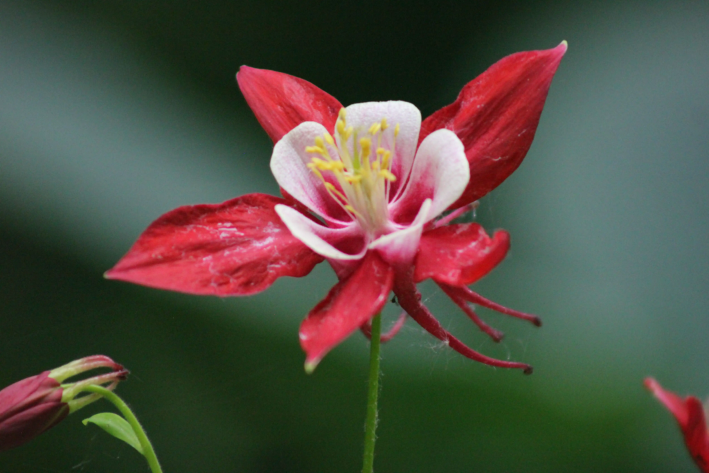 Red Columbine