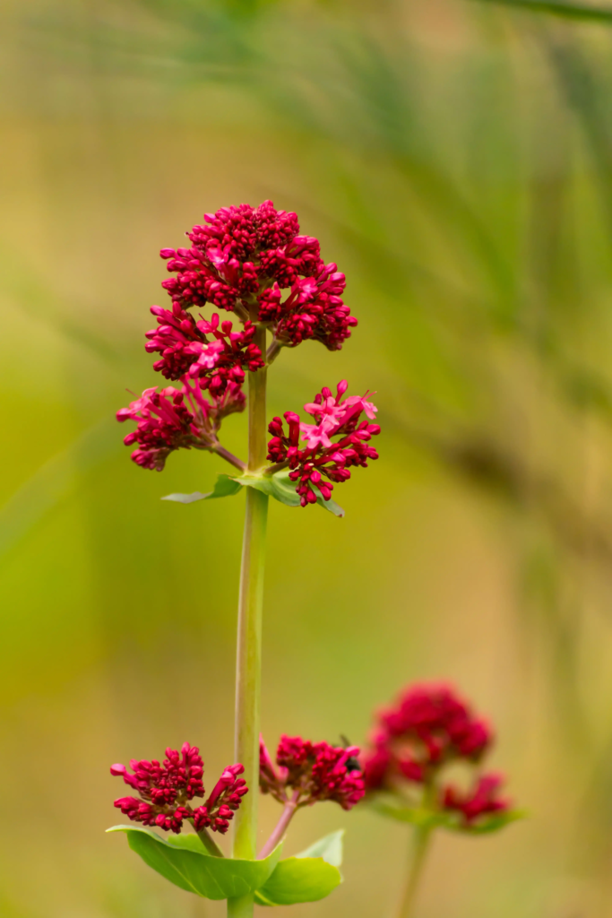 Red Valerian