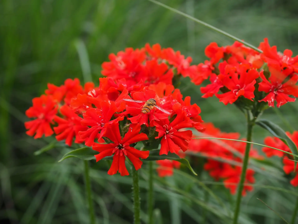 Maltese Cross