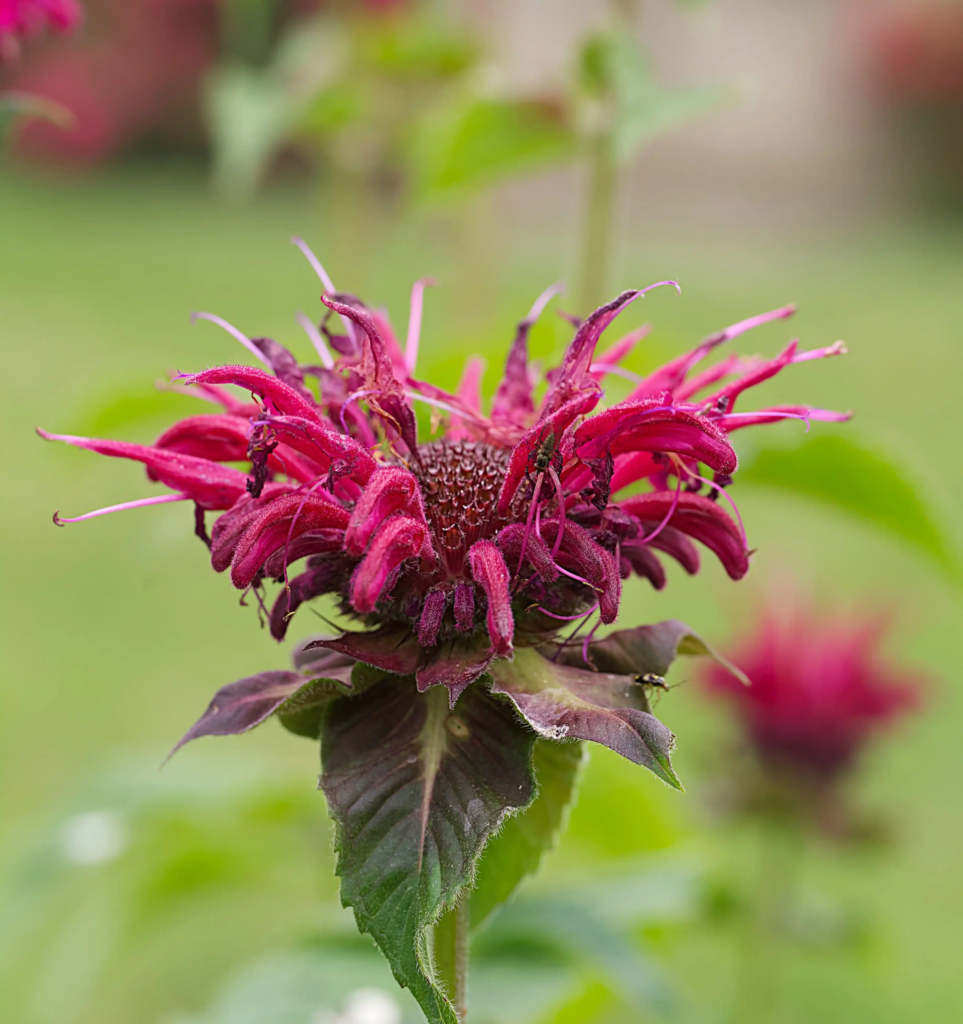Bee Balm