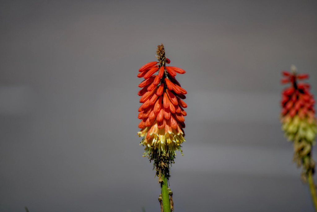 Red Hot Poker