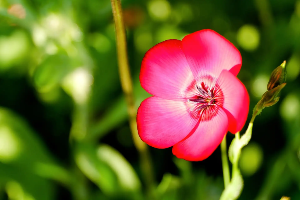 Scarlet Flax