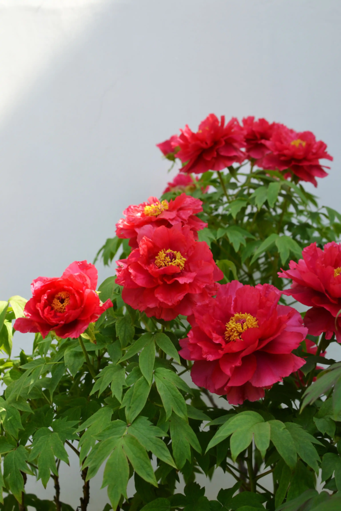 Red Peony