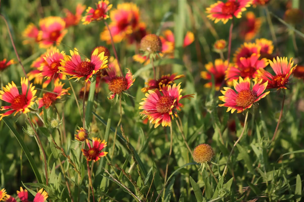 Red Blanket Flower