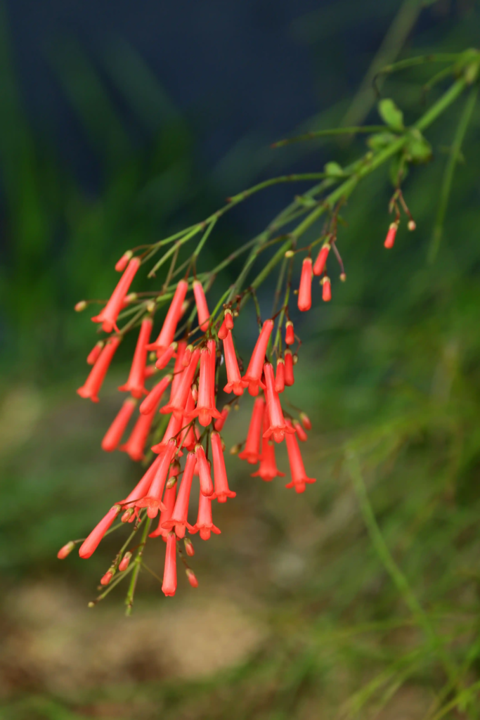 Firecracker Plant