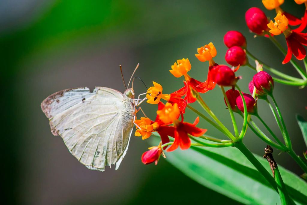 Scarlet Milkweed