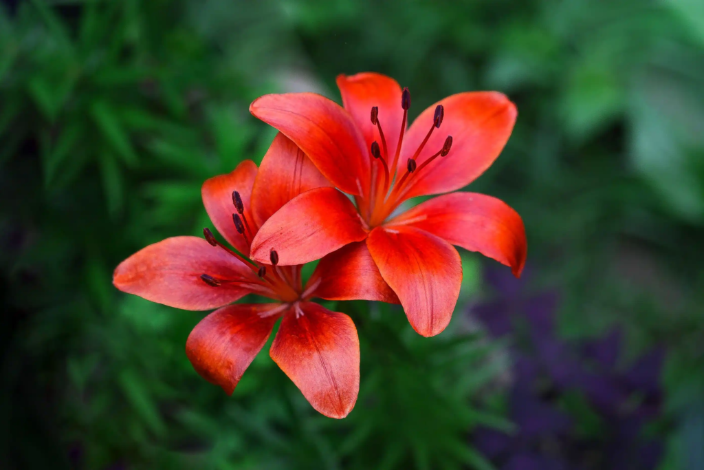 Red Asiatic Lily