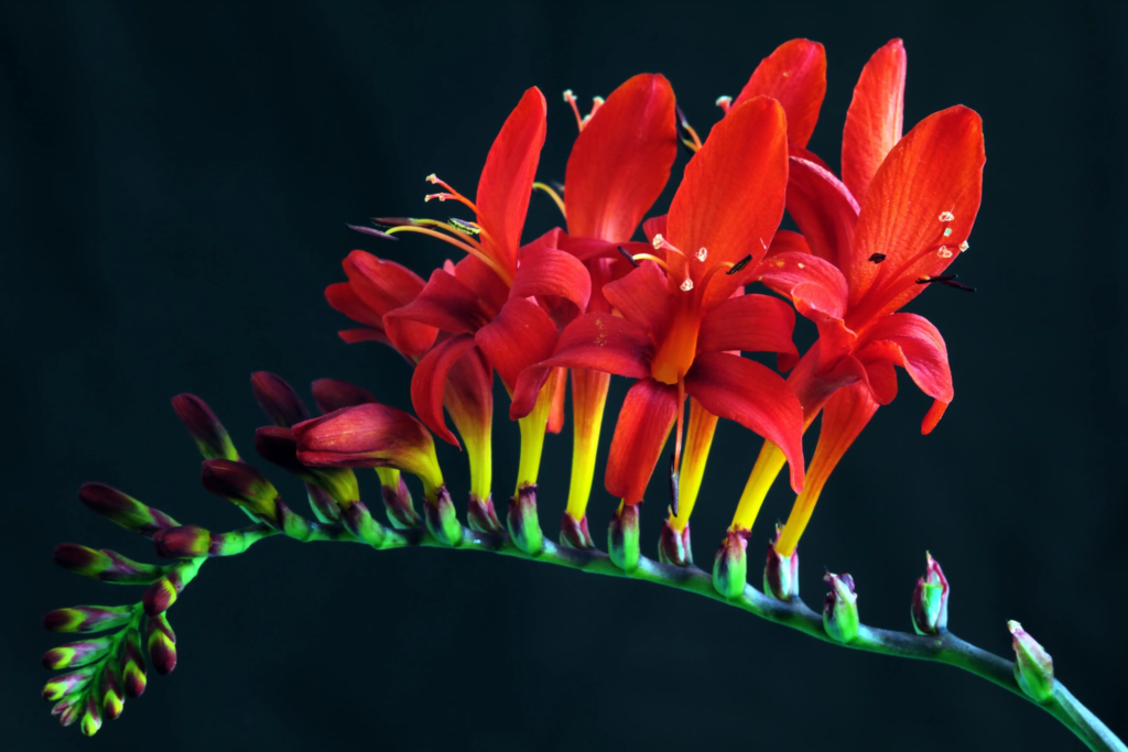 Red Freesia