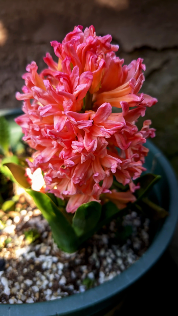 Red Hyacinth