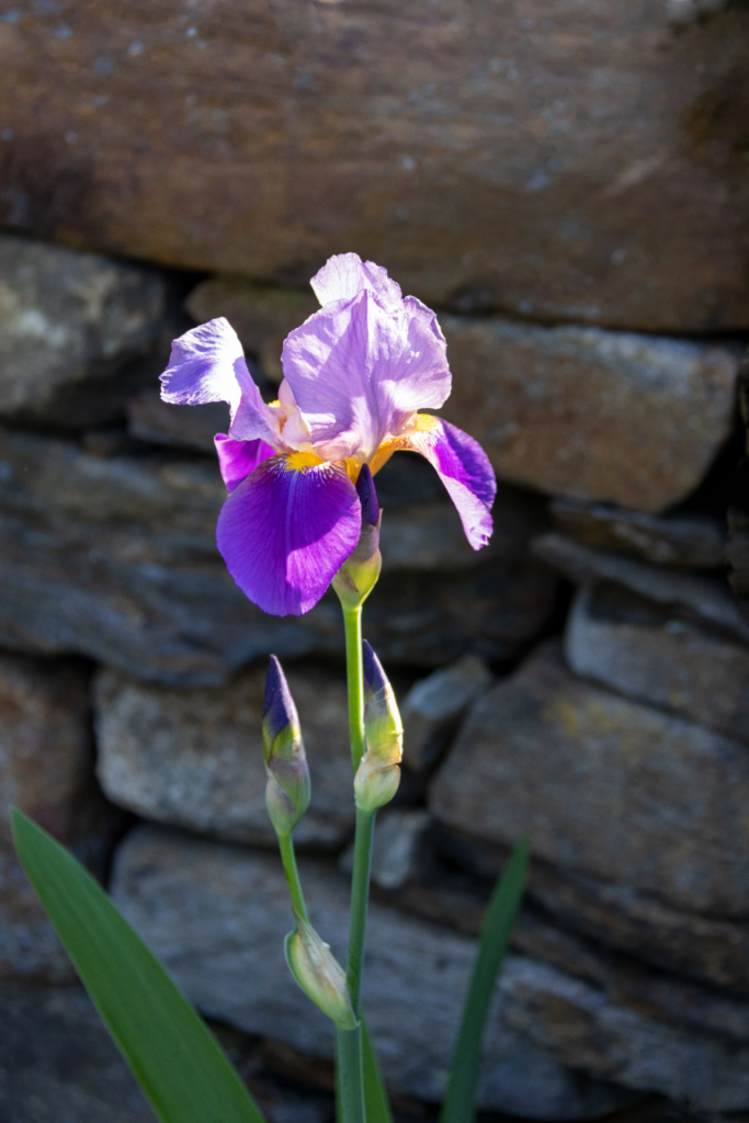 Red Bearded Iris