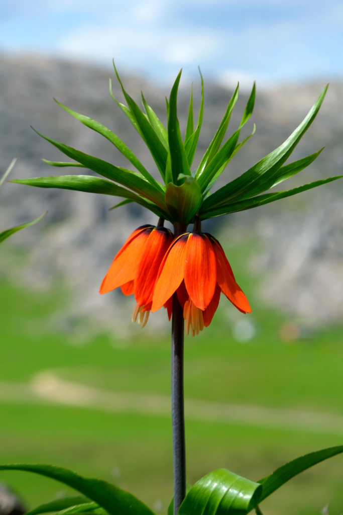 Red Crown Imperial