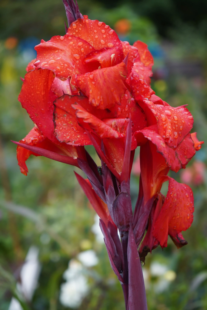 Red Canna Lily