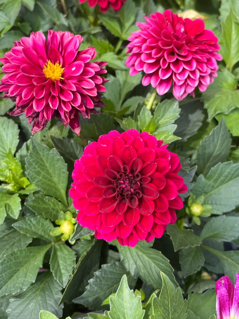 Red Dahlia