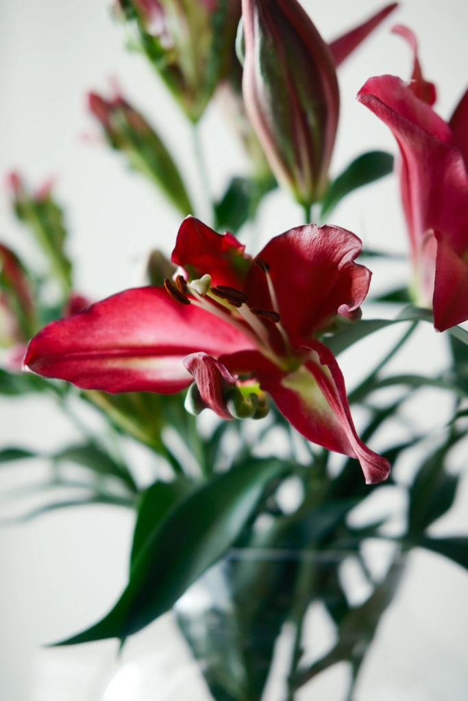 Red Oriental Lily