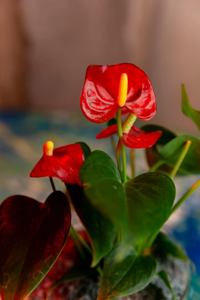 Red Anthurium