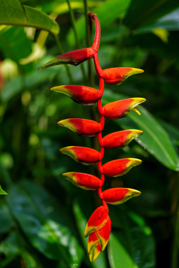Red Heliconia