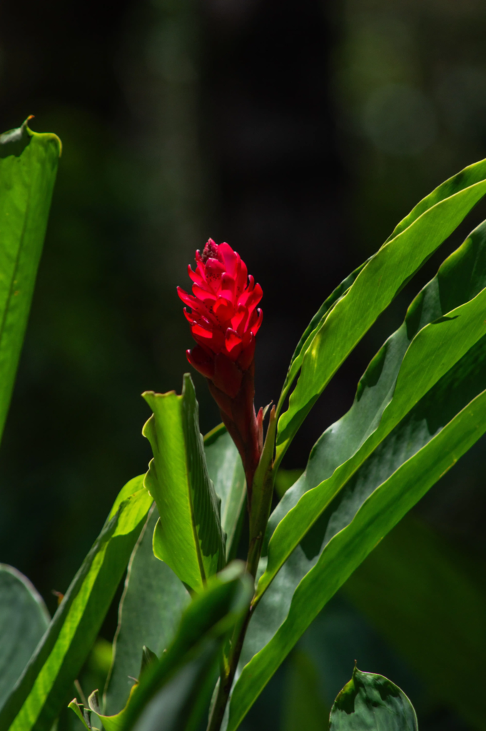 Red Ginger