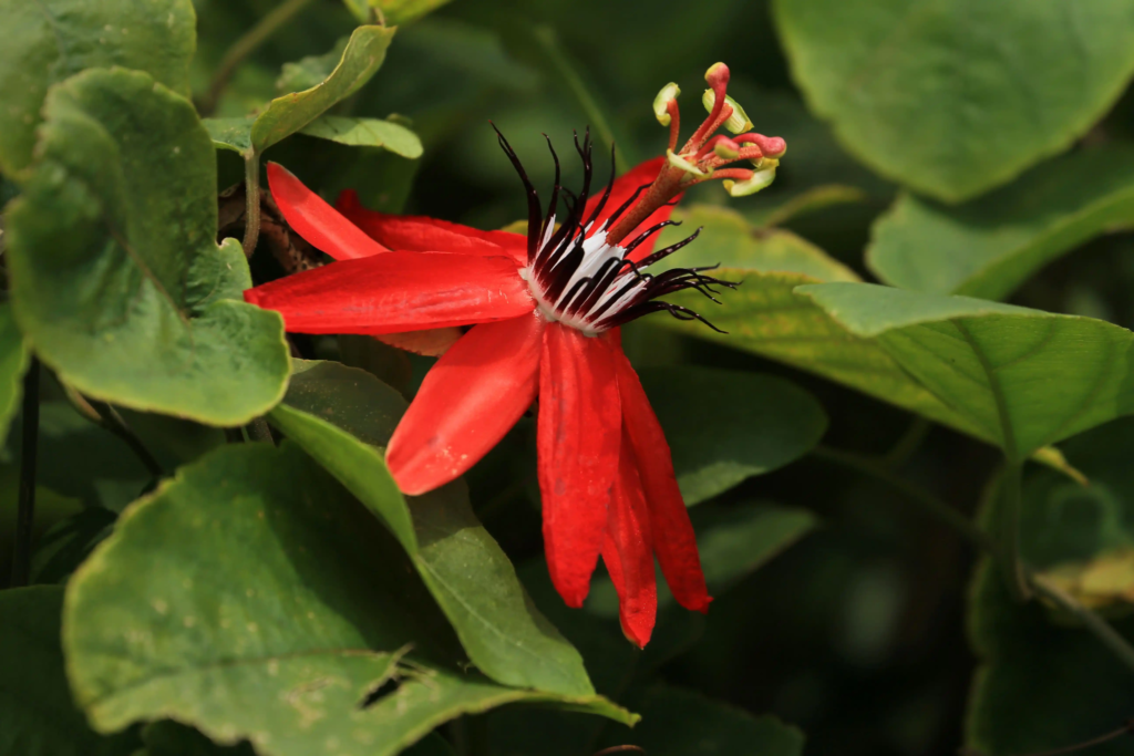 Red Passion Flower