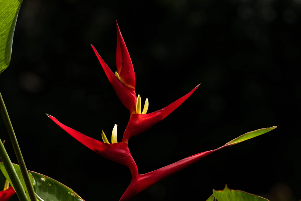Red Bird of Paradise
