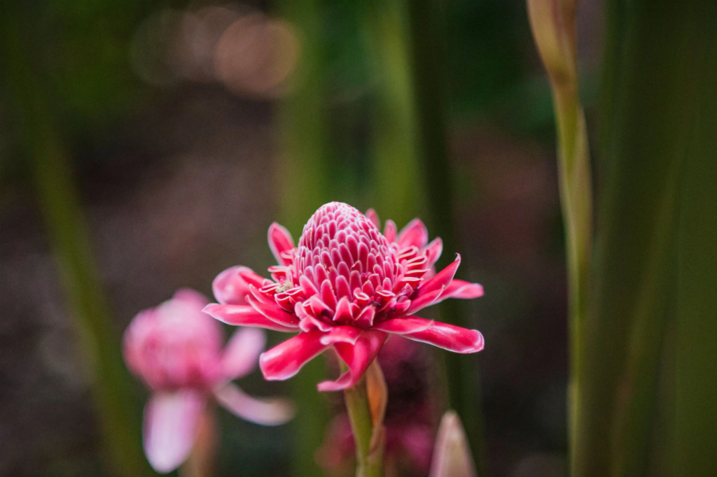 Red Torch Ginger
