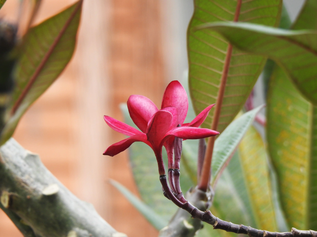 Red Frangipani