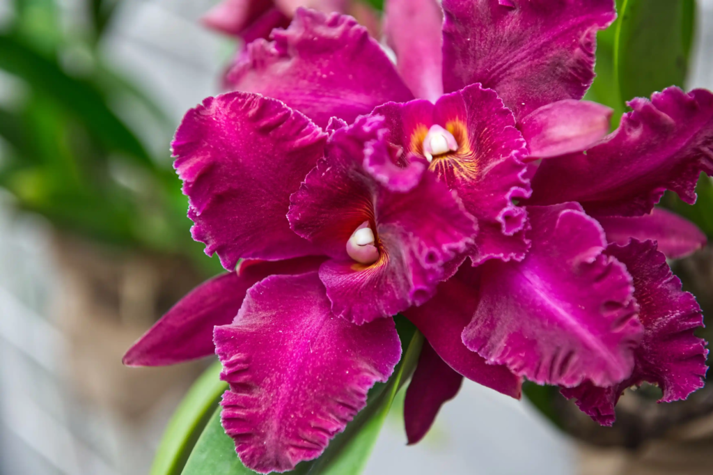 Red Cattleya Orchid