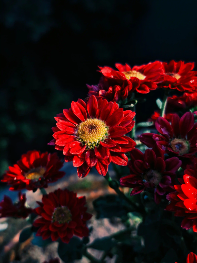 Red Chrysanthemum