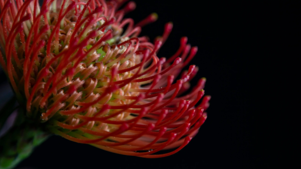 Red Leucospermum