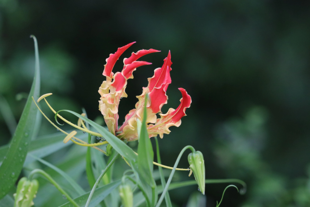 Flame Lily