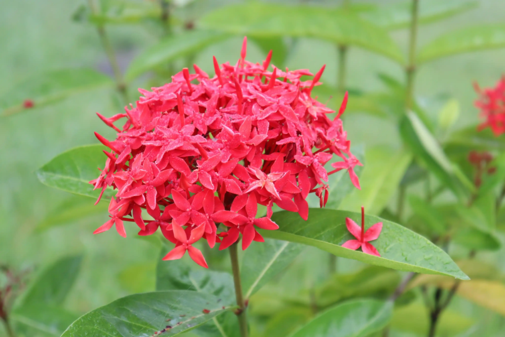 Red Ixora
