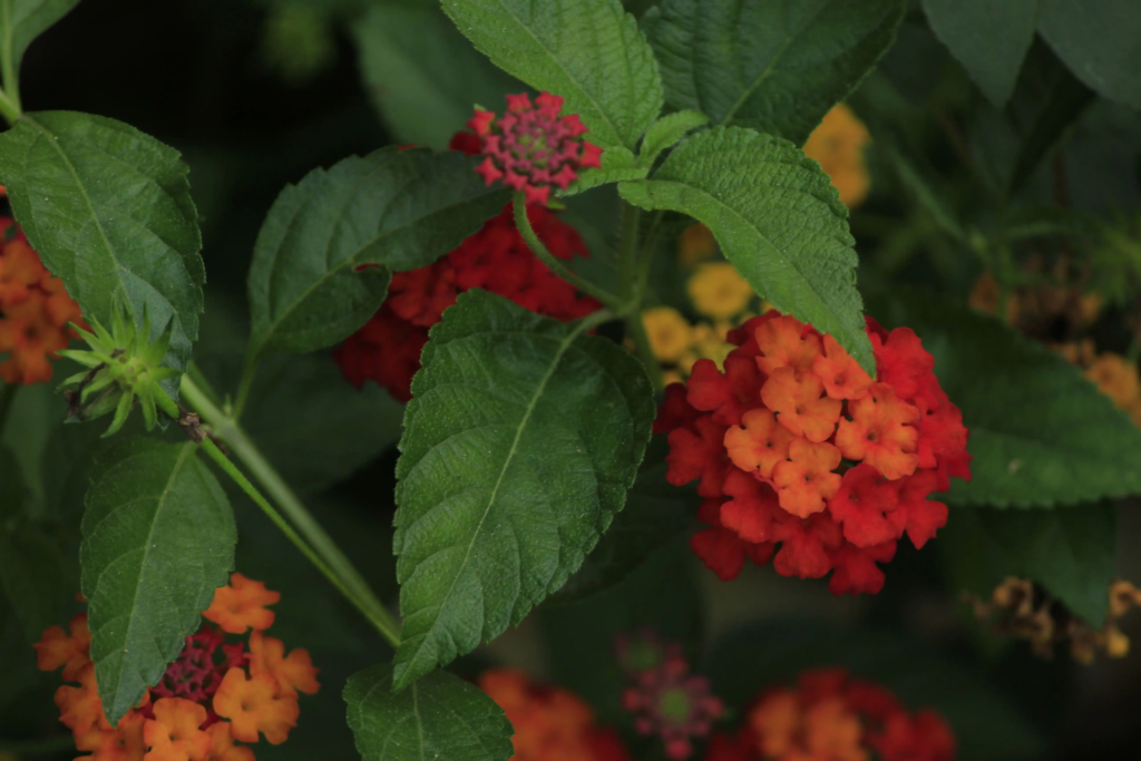 Red Lantana