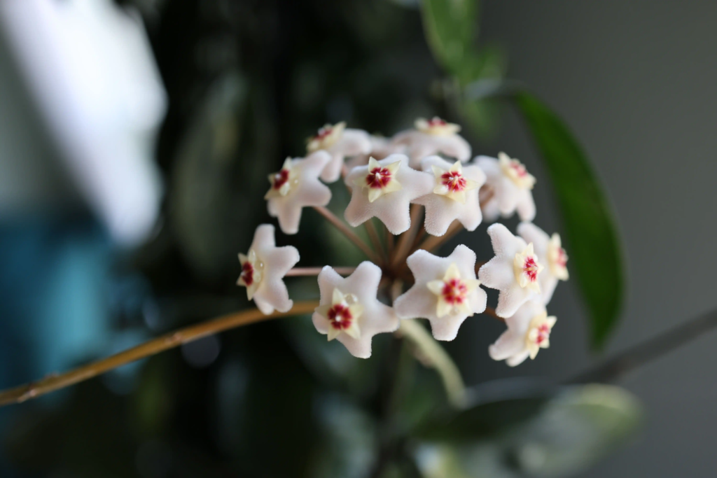 Red Waxflower Hoya