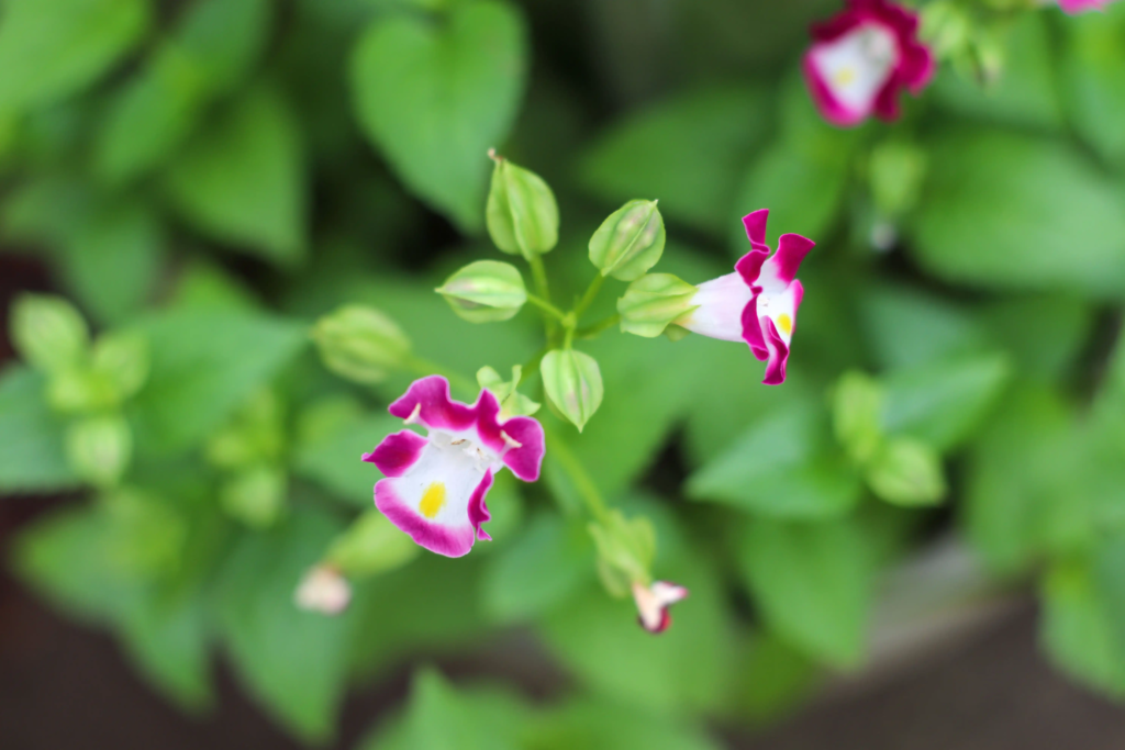 Red Torenia