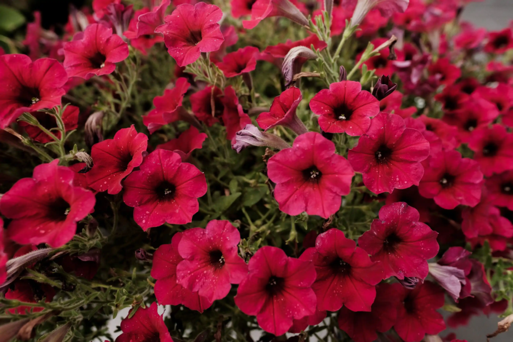 Red Petunia