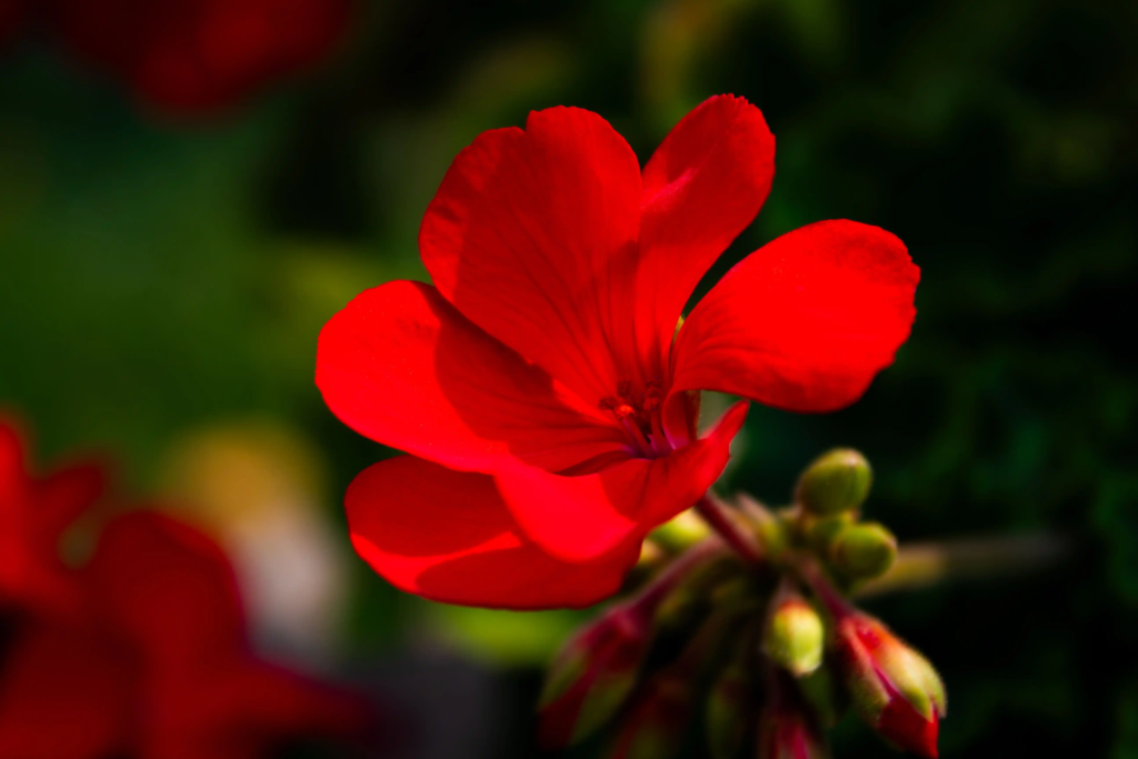Red Geranium