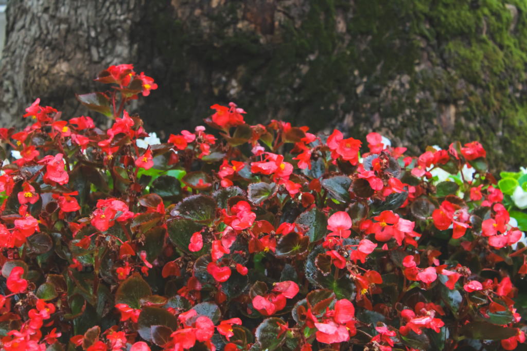 Red Wax Begonia