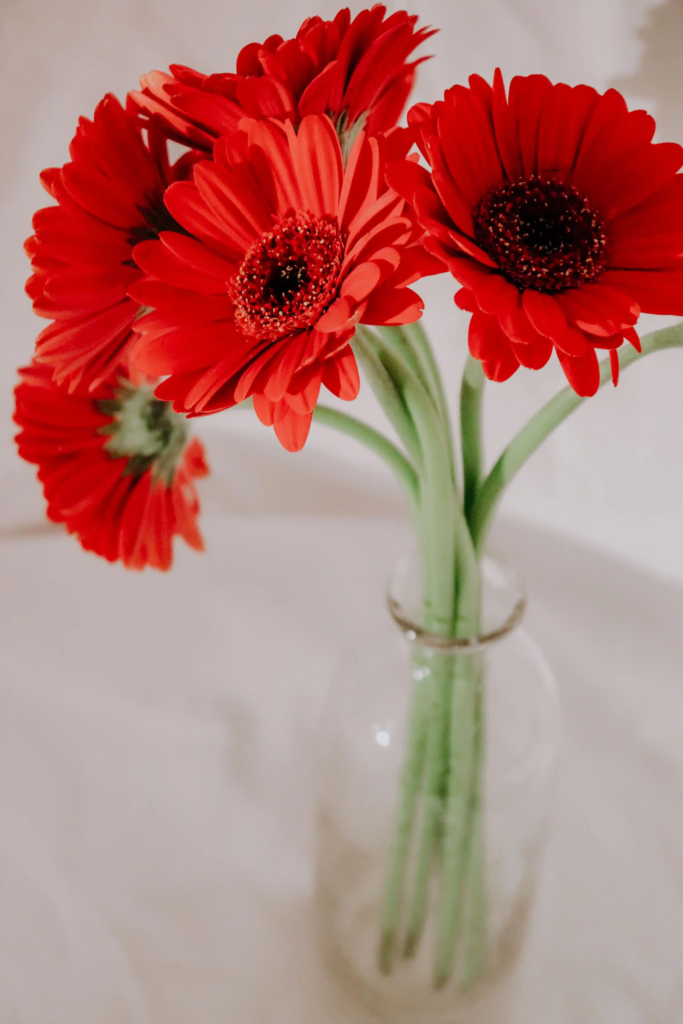 Red Gerbera Daisy