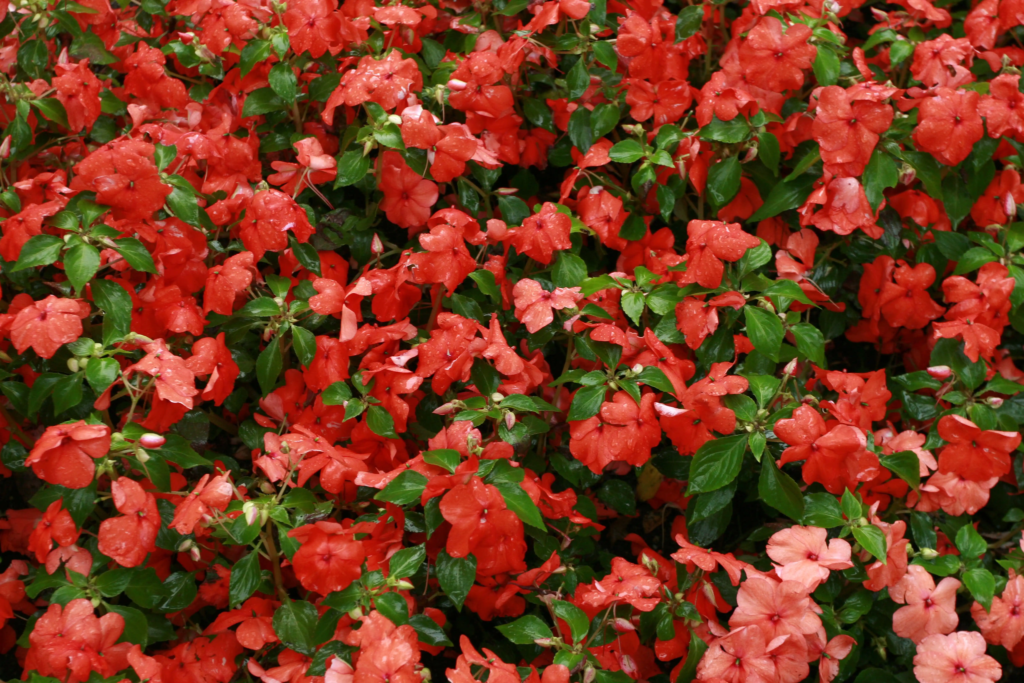 Red Impatiens