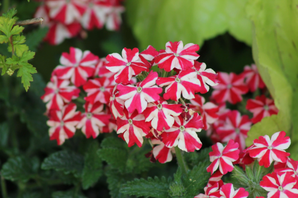 Red Verbena