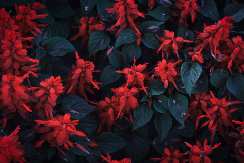 Red Salvia